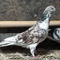 کبوتر پرشی تضمین