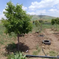 باغ-سرنجیانه-2300متر-شش-ساعت-اب-چشمه