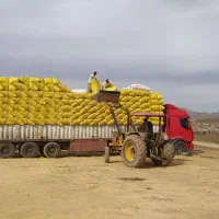 خریدار کاه گندم از ۱۰تن تا ۲۰۰تن به بالا|عمدهفروشی|سقز, |دیوار