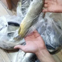 ماهی سپیدشت تازه وارگانیک 195