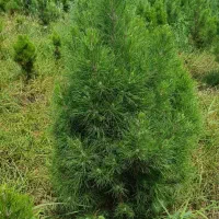 فروش نهال کاج و سرو ، زیتون تلخ و چنار