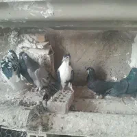 دمگیر خوشرنگ و فیروزه ای