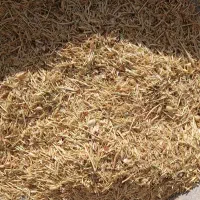 فروش ۲ تن کاه عدس