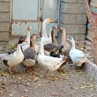 قوغاز اوکراینی وسیاه