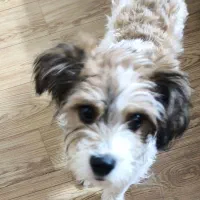 پودل تریر سفید قهوه ای|سگ|قزوین, |دیوار