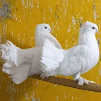 جفت کفتردم چتری آمریکایی گردن لرزون