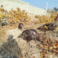 سه‌عددبوقلمون|حیوانات مزرعه|سلماس, |دیوار