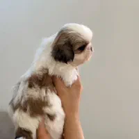 شیتزو سوپرفلت تیپ اروپایی فلت|سگ|کرج, کیانمهر|دیوار