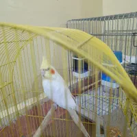 یک عدد عروس هلندی نر|پرنده|مسجد سلیمان, |دیوار