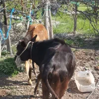 گوساله|حیوانات مزرعه|قشم, |دیوار