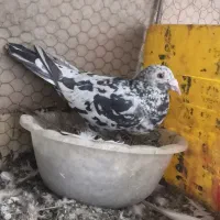 سبزکرمانی وسار