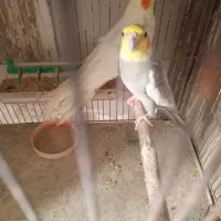 طوطی عروس|پرنده|سنگر, |دیوار