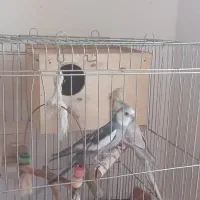 جفت عروس هلندی سالم وسرحال و سخنگو|پرنده|شهریار, شهرک وائین|دیوار