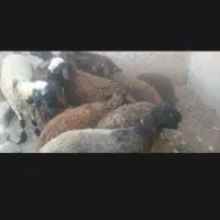 گوسفندباب نگهداری