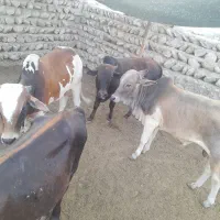 ۴عددگوساله نر