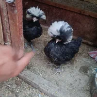 مرغ مینا و مرغ کاکولی|پرنده|یزد, |دیوار