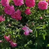 به یک اکیپ چند نفره .آقا یاخانم برای گلچیدن