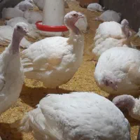 فروش بوقلمون پرواری بیوتید|حیوانات مزرعه|تفرش, |دیوار