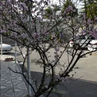 نظافت منزل و باغ، چیدمان و خدمات فنی