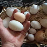 تخم مرغ قوغاز