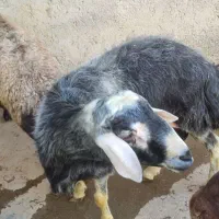 دوتا قوچ قزل افشار|حیوانات مزرعه|تیکمه داش, |دیوار