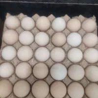 تخم مرغ محلی تازه یکدست