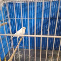 قناری نر|پرنده|کهریزک, |دیوار