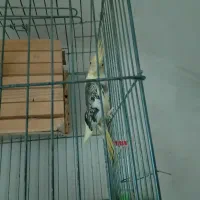 عروس هلندی مولد|پرنده|محمدشهر, زیبادشت|دیوار