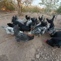 کود مرغ محلی و کبوتری