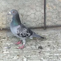 یک عدد کبوترپلاکی نر زور دار معاوضه با ماده پلاکی|پرنده|کرمانشاه, |دیوار