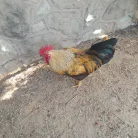 تعداد۷۳عددمرغ ۹تا خروس ۲۵جوجه ۳ماه ۸عددجوجه یک ما