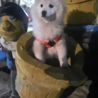 سگ سامویید|سگ|کرمانشاه, |دیوار