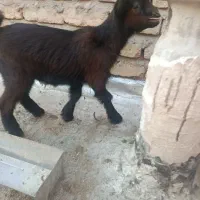 بزغاله ماده کوچیک