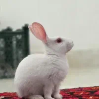 واگذاری رایگان خرگوش