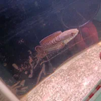 ماهی چانا استوراتی|ماهی|الیگودرز, |دیوار