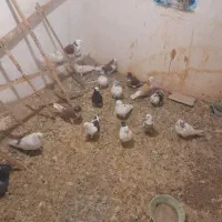 تعدای نروماده|پرنده|سمنان, |دیوار