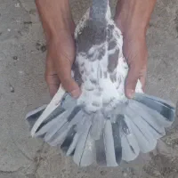 کفتر|پرنده|چناران, |دیوار