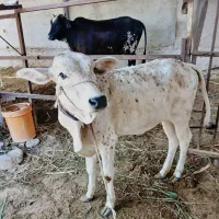 فروش یا معاوضه گوساله ماده 9 ماهه|حیوانات مزرعه|چابهار, |دیوار