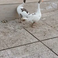 نروماده|حیوانات مزرعه|تهران, آذری|دیوار