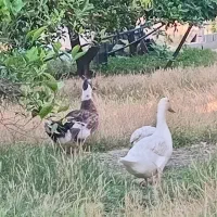 اردک اسرائیلی نر