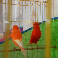 قناری|پرنده|بندر ماهشهر, |دیوار