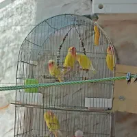 طوطی برزیلی صورت هلویی|پرنده|شیراز, شهرک کوشکک|دیوار