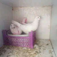 کبوتر کفتر|پرنده|گلستان (تهران), |دیوار