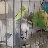 مرغ عشق انگلیسی و مرغ عشق رنگین کمانی|پرنده|خلخال, |دیوار