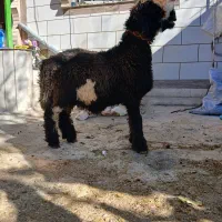 بره تخمی رگ دار|حیوانات مزرعه|کوهرنگ, |دیوار