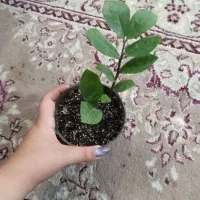 گل بخر از 30تومن تا300|گل و گیاه طبیعی|یزد, |دیوار