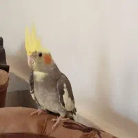 عروس هلندی دستی.|پرنده|سبزوار, قصبه شرقی|دیوار