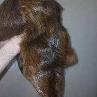 کلاه روسی|لباس|تهران, تسلیحات|دیوار