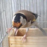 جوجه سهره