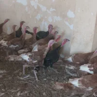 ۱۸عددبوقلمون نر وماده